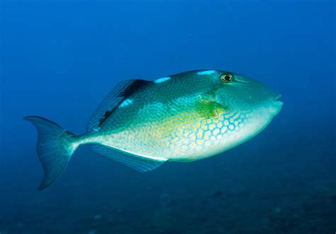 Starry Triggerfish ( Abalistes stellatus ) .